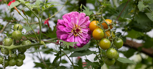 Macro of  companion planting giant lilac Benary zinnia with sungold cherry tomatoes. Zinnias deter tomato worms. Zinnias attract predatory wasps  hover flies - thus organic pest control .