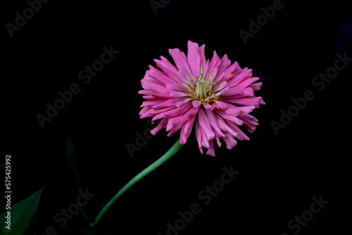 Fotografi Cactus Lilac Zinnia the brightest and best large-flowered bright lilac zinnia with tightly-packed petals create a pompon bloom, almost incredibly full, dotted by a cheerful yellow central eye