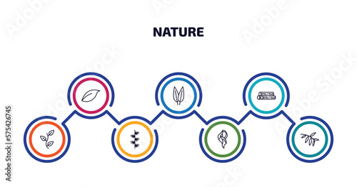 nature infographic element with outline icons and 7 step or option. nature icons such as orange leaf, lemon leaf, woods, perfoliate, larch leaf, hair style, black willow vector.