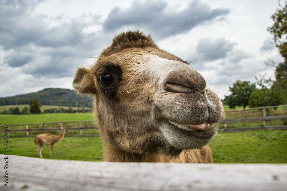 Fototapeta premium portrait of a camel on a small farm