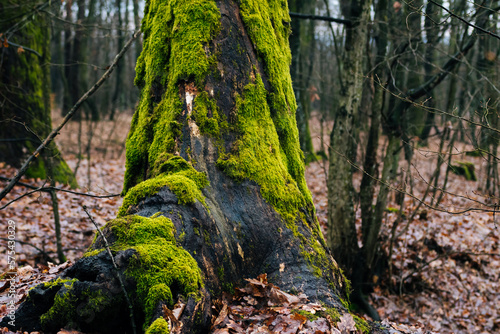 The stump is covered with moss. Close-up of an old tree against the backdrop of a forest.