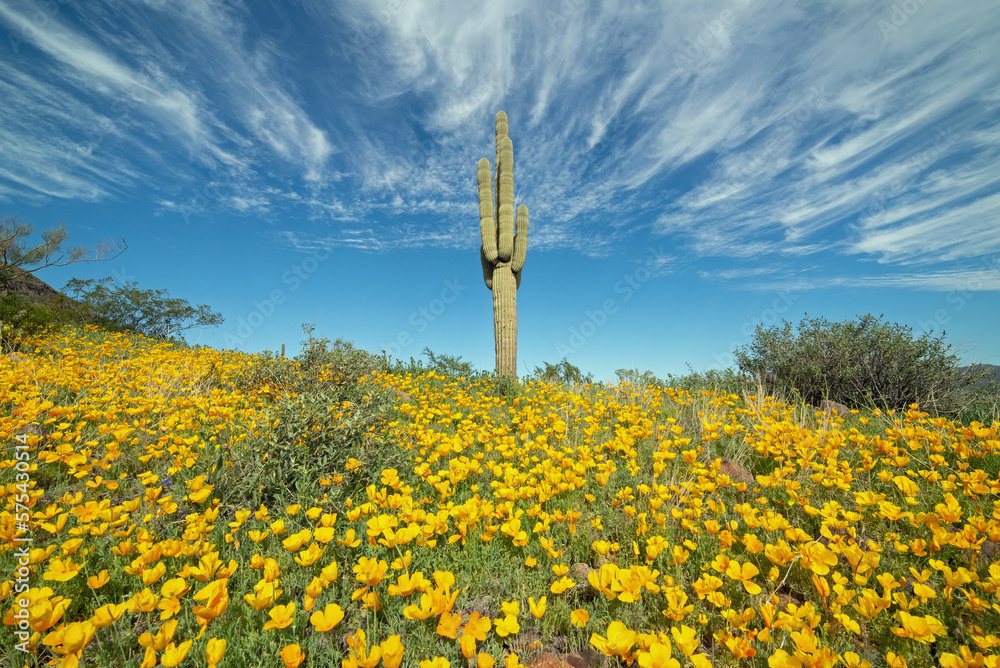 Ταπετσαρία Califoria poppies (Eschscholzia californica) bloom in the sonoran desert
