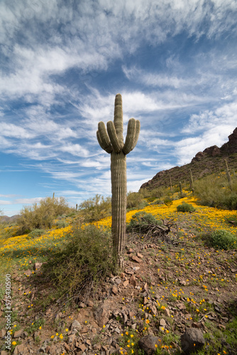 Califoria poppies (Eschscholzia californica) bloom in the sonoran desert photo