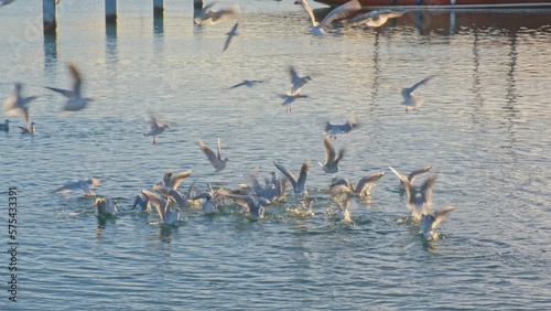 Flock of Seagulls Fighting for Food in Fishing Port Harbour © rohawk
