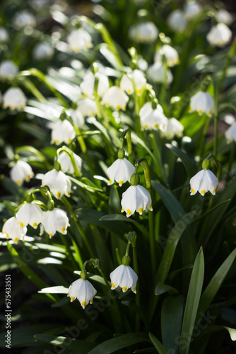 Leucojum Vernum - early spring snowflake flowers in the forest. Blurred background, spring concept © lyudmilka_n