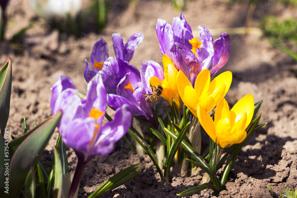 Yellow and lilac crocuses in the garden. One of the first bright spring flowers is pollinated by a bee Yellow and lilac crocuses in the garden. One of the first bright spring flowers is pollinated by a bee