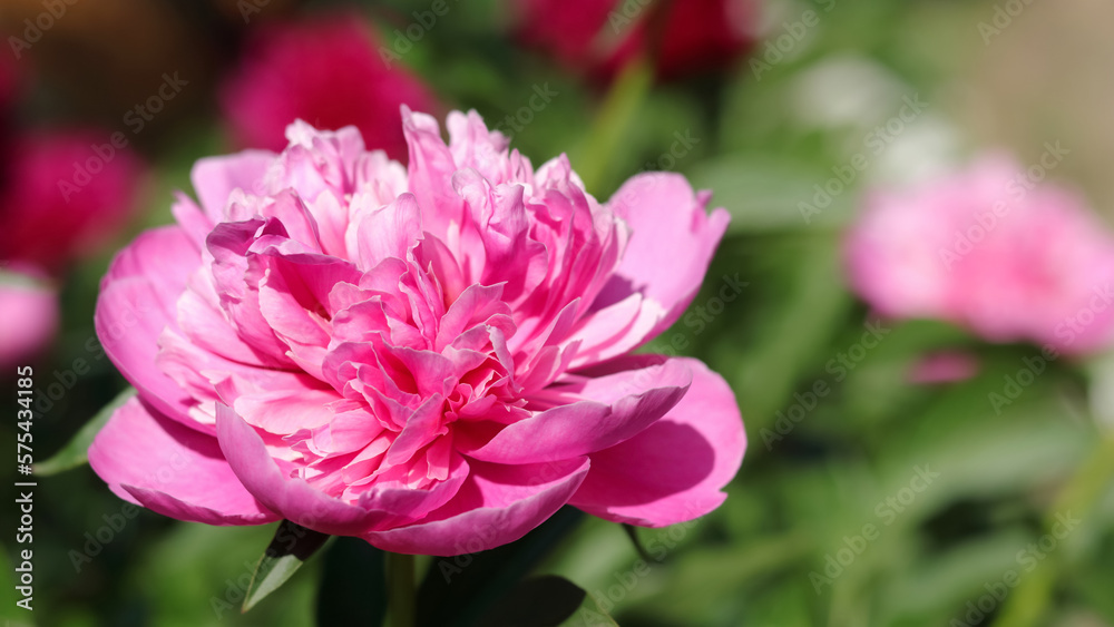 Pink Peony in the garden. Blooming pink Peony. Closeup of beautiful pink Peonies flower. Natural floral background. Botanical blossom concept. Selective focus image. (Paeoniaceae). Summer flowers Pink Peony in the garden. Blooming pink Peony. Closeup of beautiful pink Peonies flower. Natural floral background. Botanical blossom concept. Selective focus image. (Paeoniaceae). Summer flowers
