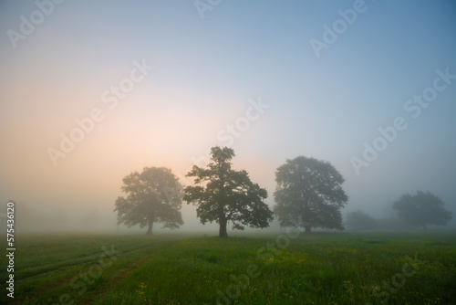 Foggy morning at a meadow with oaks