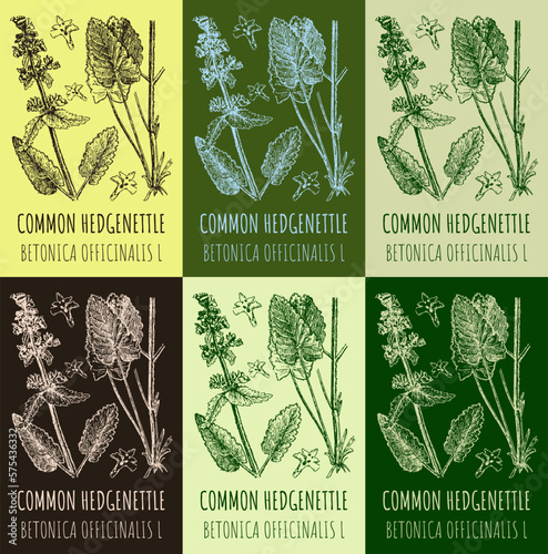 Set of vector drawings COMMON HEDGENETTLE in different colors. Hand drawn illustration. Latin name BETONICA OFFICINALIS L 