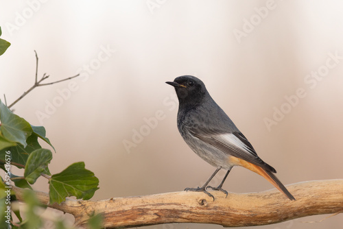 The black redstart male (Phoenicurus ochruros) small passerine bird.