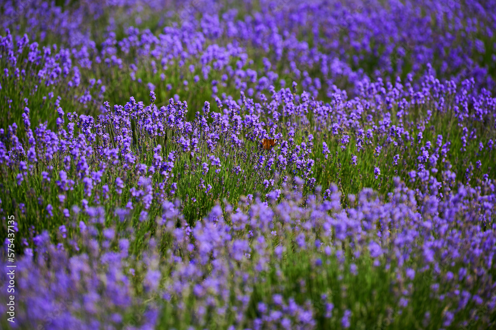 lavender bushes in a farmer's field