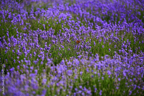 lavender bushes in a farmer s field