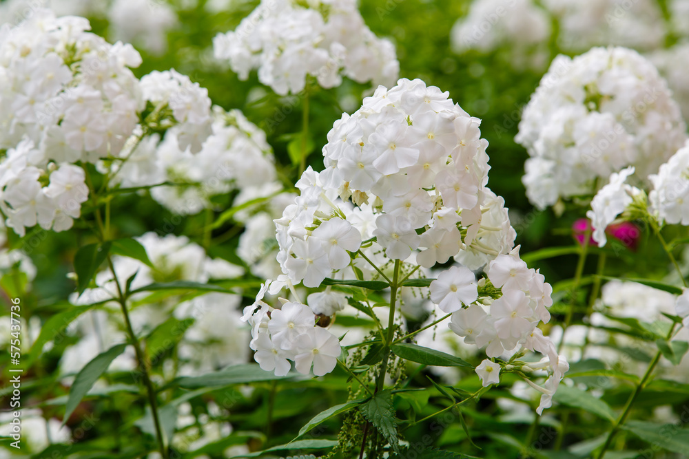 Beautiful blooming white Phlox paniculata in garden Beautiful blooming white Phlox paniculata in garden