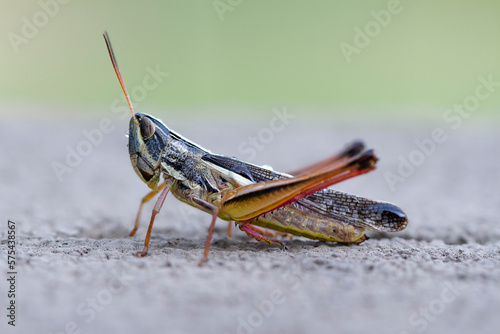 Macro of a locust. Migratory locust © Elizabeth