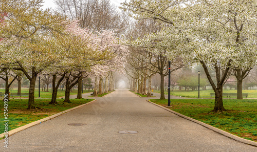 Cherry blossoms blooming in Flushing Meadows Park, Queens, NY