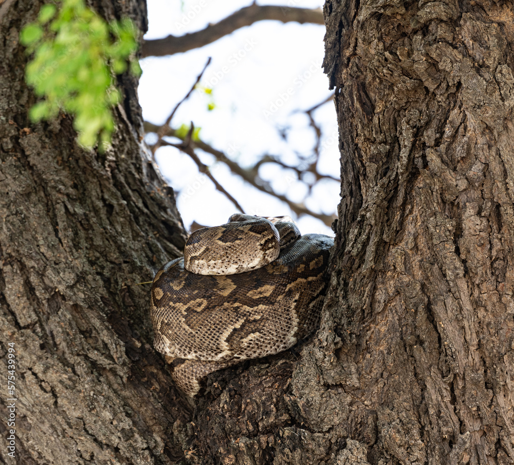 Fototapeta premium Python (Pythonidae) resting on a tree, Kruger National Park, South Africa