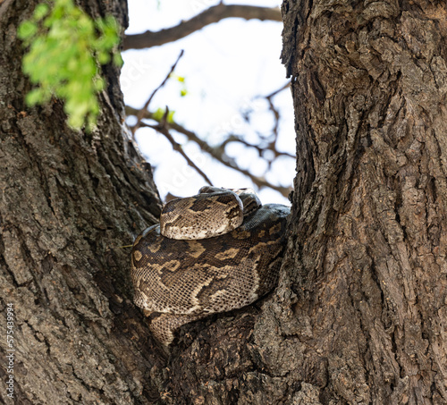 Python (Pythonidae) resting on a tree, Kruger National Park, South Africa