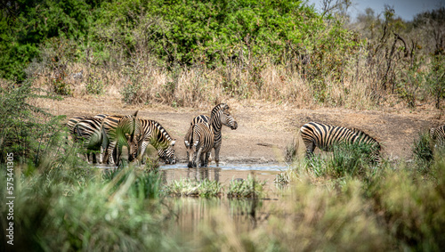 Some Zebras at a waterhole in Kruger National Park  South Africa