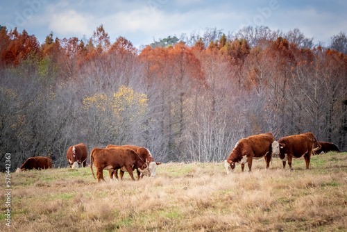 Pature of Hereford cattle blending with with the fall colors. Raleigh, North Carolina. photo