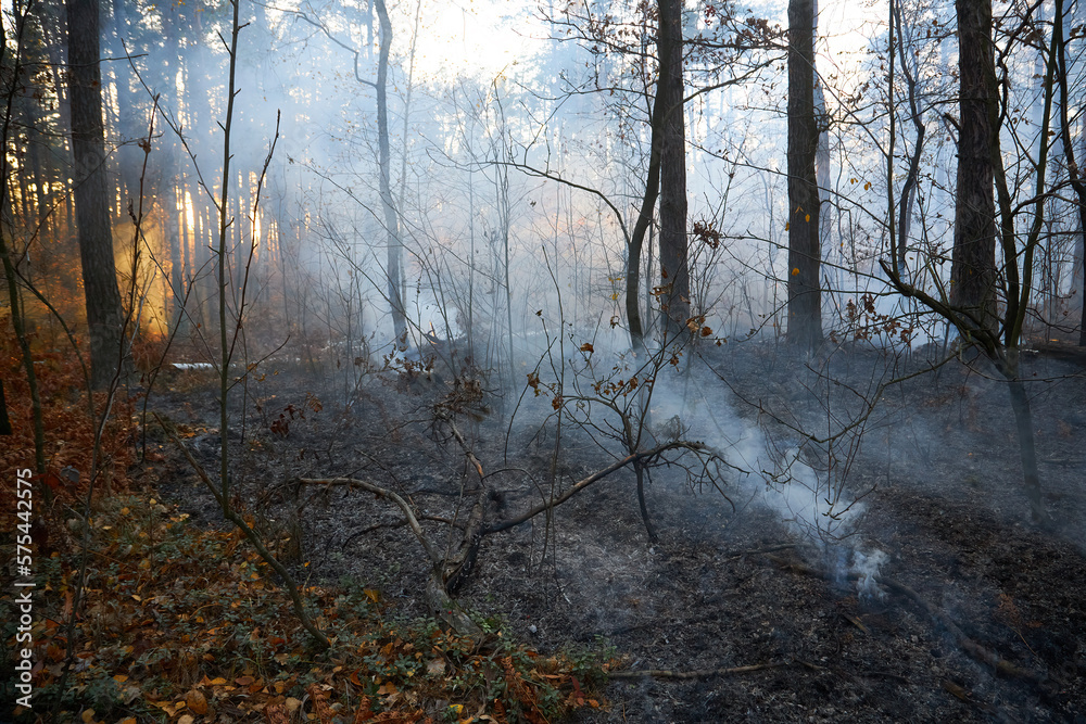 Fototapeta premium Forest fire. a lot of smoke when wildfire