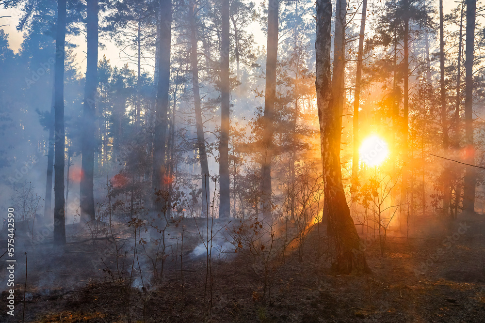 Forest fire. a lot of smoke when wildfire