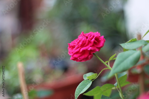 pink rose in the garden