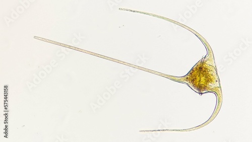 Fotografie Ceratium sp, a marine phytoplankton belonging dinoflagellata group