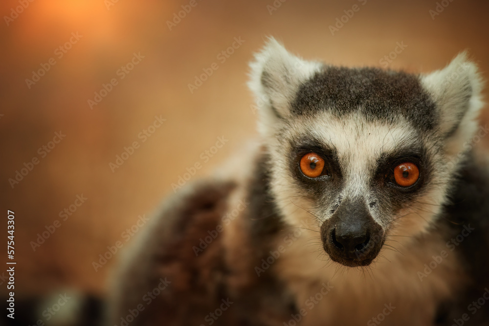Fototapeta premium Portrait of Ring-tailed lemur, Lemur catta, an endangered animal endemic to Madagascar, perched on the edge of the rock against blurred background. Wild Madagascar.