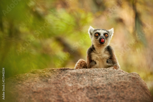 Portrait of Ring-tailed lemur, Lemur catta, an endangered animal endemic to Madagascar, perched on the edge of the rock against blurred background. Wild Madagascar. photo