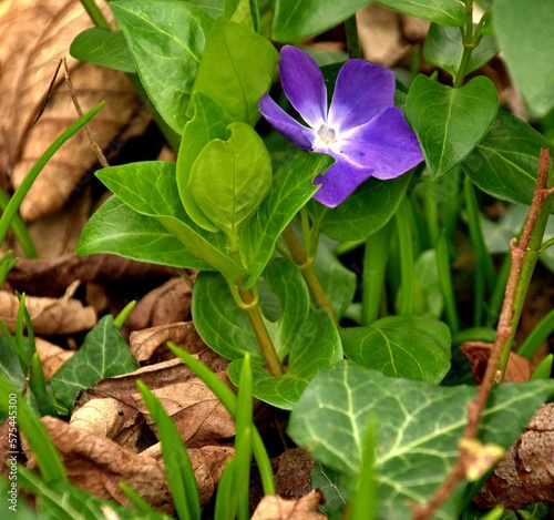 flower in the forest