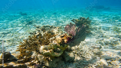 John Pennekamp Coral Reef State Park, Key Largo, Florida photo