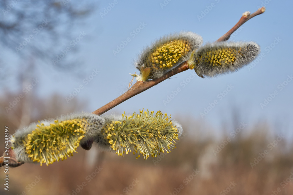 Spring. The willow (lat. Salix) blossoms, the earrings - inflorescences have blossomed. Spring. The willow (lat. Salix) blossoms, the earrings - inflorescences have blossomed.