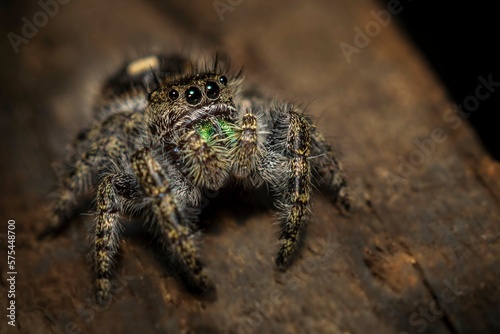 The Magnificent Bold Jumping Spider! Look at those inquisitive eyes, and tell me that these creatures are not smarter than we think. Doesn't he resemble a little old man with a mustache?