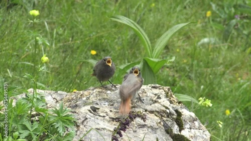 codirosso spazzacamino (Phoenicurus ochruros) photo