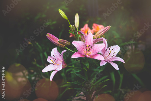 large lily flower on a dark background in the garden on a summer day