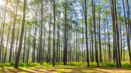 Pine forest in summer at Thung Salaeng Luang National Park  Thailand.