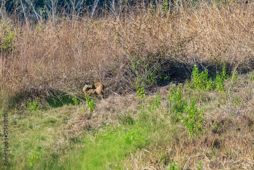 deer in the meadow Wildlife Conservation Area © meen_na