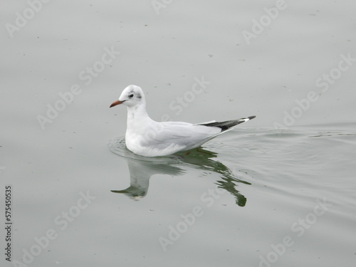 seagull on the beach