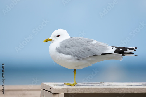 Common Gull (Larus canus) sitting on a wooden rail at the sea shore in summer.
 photo