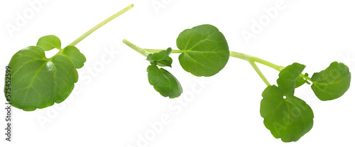 Fotografie Fresh organic watercress