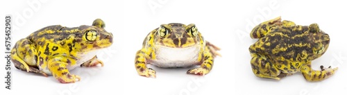 eastern spadefoot toad or frog - Scaphiopus holbrookii - front, side and dorsal view from above photo