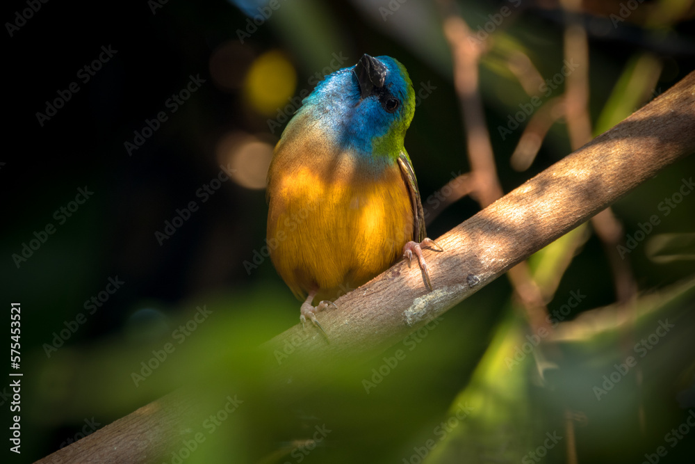 The pin-tailed parrotfinch (Erythrura prasina) is a common species of estrildid finch The pin-tailed parrotfinch (Erythrura prasina) is a common species of estrildid finch