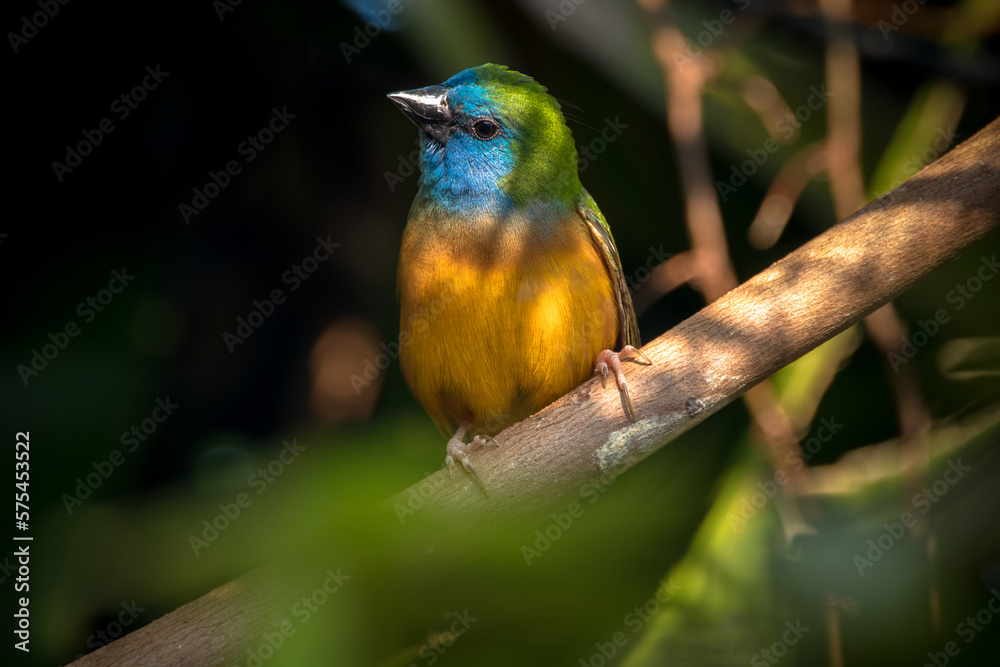 The pin-tailed parrotfinch (Erythrura prasina) is a common species of estrildid finch The pin-tailed parrotfinch (Erythrura prasina) is a common species of estrildid finch