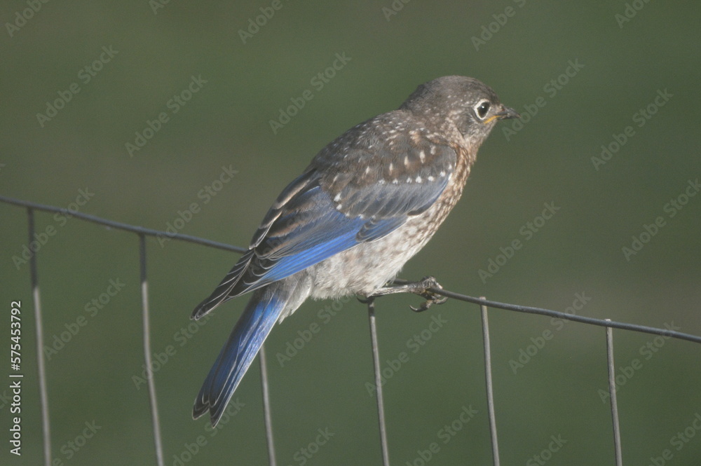 Obraz premium Bluebird