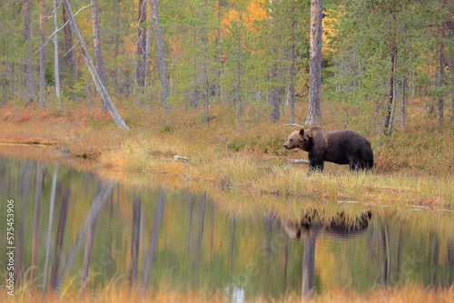 Brown bear, Ursus arctos, Finland