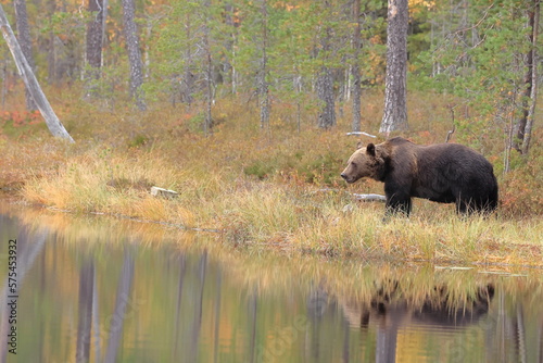 Brown bear  Ursus arctos  Finland