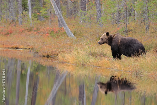 Brown bear, Ursus arctos, Finland © Kamil