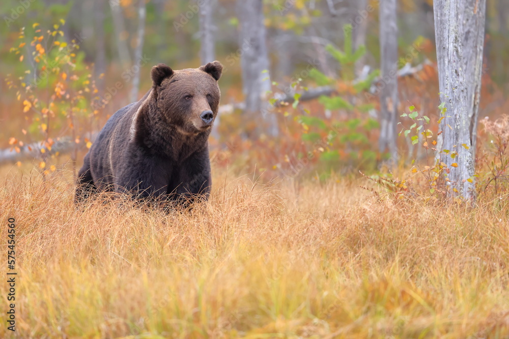 Brown bear, Ursus arctos, Finland Brown bear, Ursus arctos, Finland
