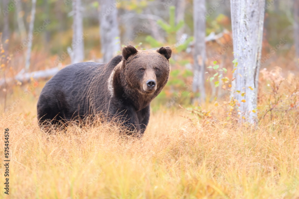 Fototapeta premium Brown bear, Ursus arctos, Finland
