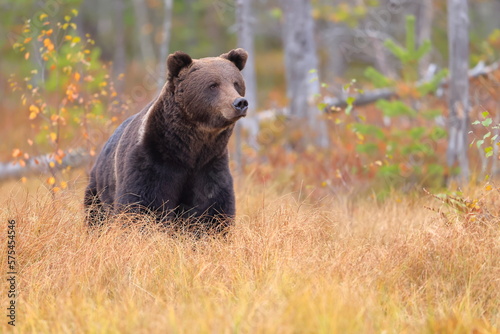 Tableau sur toile Brown bear, Ursus arctos, Finland